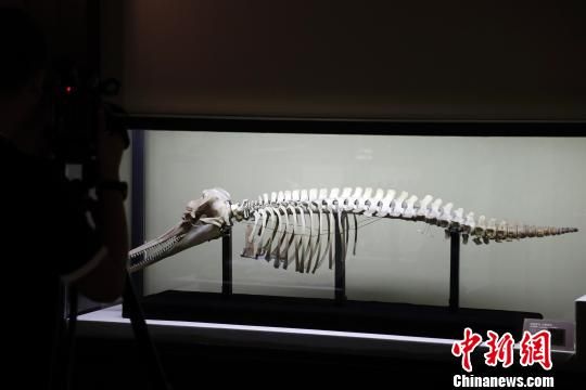  网球博物馆举办特展，珍贵藏品讲述百年发展历程  